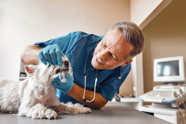 Best 24-Hour Emergency Dentist in Richton Park, IL